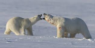 Image result for POLAR BEAR REPRODUCTION