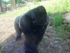 Image result for Deborah Ferrier