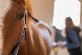 TheHorse.com - News update