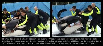 Resultado de imagen de imagenes de loro parque