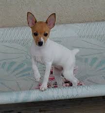 Brown and white toy fox terrier puppy playing on a rug with toys