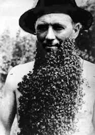 why bee beards are tops - bee_beard_lg