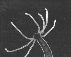 Image of Hydra (animal)