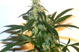 Power Plant (von CH9 Female Seeds) :: SeedFinder :: Sorten Info - CH9_Female_Seeds_-_Power_Plant