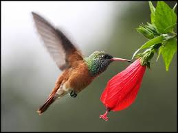 Image result for macaw parrot hd