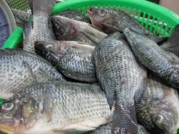 Image result for tilapia fish