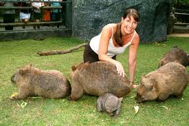 Image result for wombat