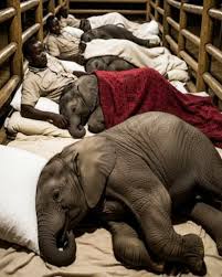 Elephants find healing at wildlife trust