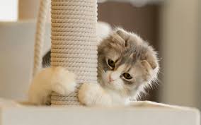 Image result for cute cat images hd