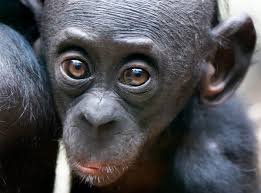 Incident with visitor leads to damage at Memphis Zoo bonobo exhibit