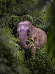 Được ngắm nhìn voi từ khoảng cách gần, nhưng vẫn đảm bảo an ...