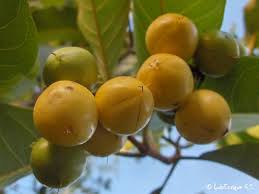 Resultado de imagen para imagenes de un arbol de nances