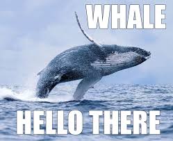 Image result for Animal Meme