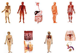 Resultado de imagen para cuerpo humano