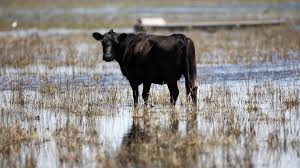 Impuesto a las Vacas: ¿Solución Ambiental o Ataque al Campo?