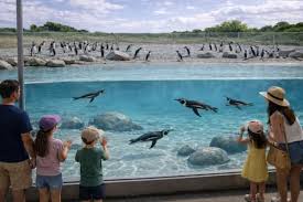 What’s new at Yorkshire Wildlife Park? Exciting penguin facility unveiled!
