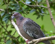 Imagem de Pomboasabranca (Patagioenas picazuro)