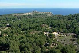 Resultado de imagen de flora de la comunidad valenciana