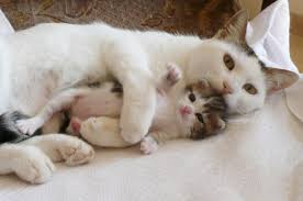 images?q=tbn:ANd9GcQEpH9kECYQwWLWsAntMvZsa-YH3PAAQSp7neoOaT-mkfI1mW0PIw