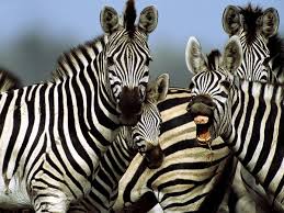 Image result for zebra pictures