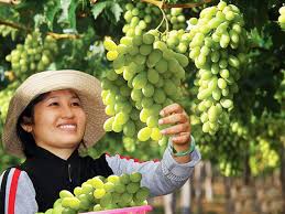Kết quả hình ảnh cho ninh thuan