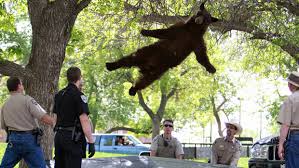 Image result for man falling out of tree