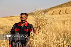 خرید تضمینی گندم نباید کمتر از ۸۰ هزار تومان باشد