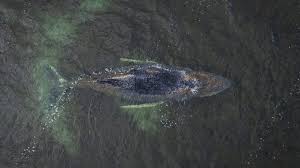 Vor Wismar in der Ostsee - Aussichten für Buckelwal vor der Ostseeküste verschlechtern sich