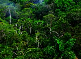 Image result for hutan indonesia