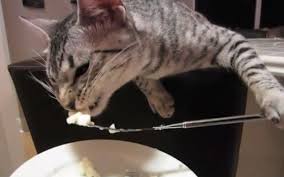 Image result for cats eating dinner