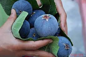 R&eacute;sultat de recherche d'images pour "laghouat - figues"