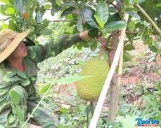 Hình ảnh về Sầu riêng Thái Lan  A Tuấn