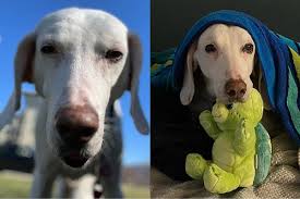 Cachorro é devolvido 11 vezes ao mesmo abrigo e só depois os funcionários se dão conta do que estava acontecendo