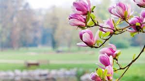 Képtalálat a következőre: „virágok”