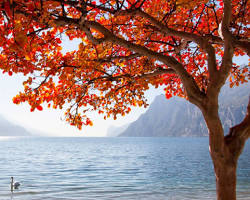Lago di Garda, Italia, foglie d'autunno