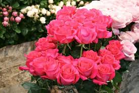 Image result for karangan bunga mawar biru