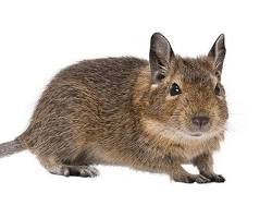 デグーの全身の画像