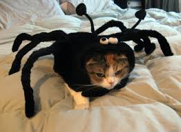 Résultat de recherche d'images pour "gifs en attendant halloween"