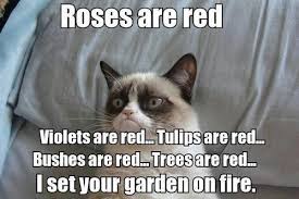 Image result for memes clean funny popular