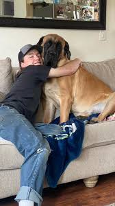 What is the best way to raw feed a giant breed puppy?