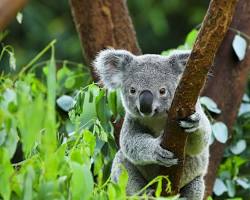 Image of Unique Wildlife Australia