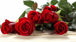 Image result for valentines day roses pictures