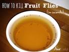 How to kill fruit flies at home 