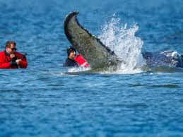 Es geht los: So soll der zwölf Tonnen schwere Wal gerettet werden