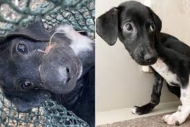 Dog Unrecognizable After Rescue From the Meat Trade: 'Made ...