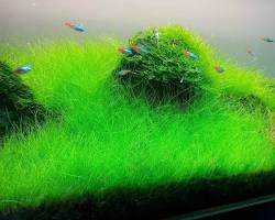 Image of Eleocharis Parvula used as a foreground plant in a planted aquarium