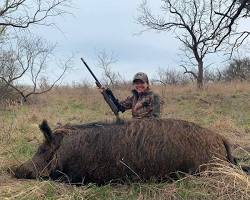 Image of Feral Hog in Texas