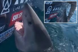 Great white shark thrashes, lunges at woman after she reaches out to pet the marine apex predator - New York Post