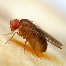 Hungry Fruit Flies: How Hunger Induces Brain Changes that Slow Aging - 8