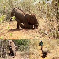 Severely disabled and struggling to stand, the elephant calf ...